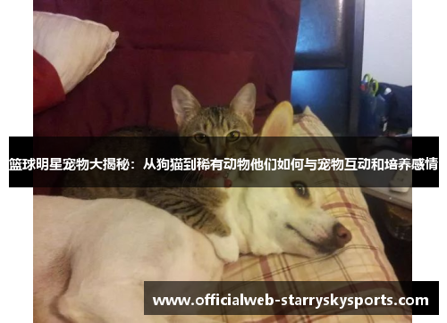 篮球明星宠物大揭秘:从狗猫到稀有动物他们如何与宠物互动和培养感情